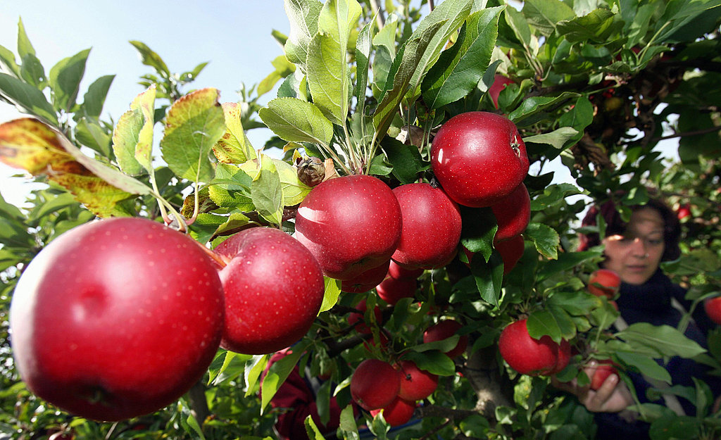 What Would You Make? Apples What Would You Make? Apples