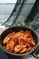 Yummy Links: From Crustaceans to Food Trends Yummy Links: From Crustaceans to Food Trends