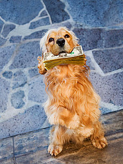 Five Simple Ways To Cut Pet Costs