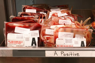 Blood Type and Your Personality