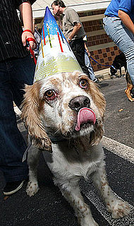 Tips For a Pet-Safe New Year's Eve Party!