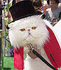 Name This Movie Cat!