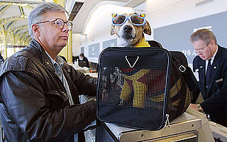 How Did You Take Your Last Trip With Pets?