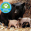 Biggest Headlines of 2008: Furry Heroes Save the Day!