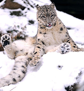 Arctic Animals Most Active on Snowy, Winter Days at the Zoo
