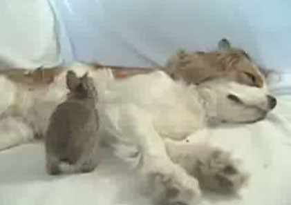 Dog Nurses Baby Bunnies to Health Dog Nurses Baby Bunnies to Health