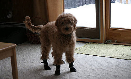 PetSugar Street Team: Neo-Paws Keep Paws Good As New