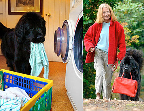 Newfie Helps Owner With Daily Chores Newfie Helps Owner With Daily Chores