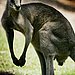 Dog Scares Away Meany Kangaroo 