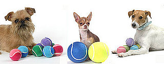 Does Your Dog Have a Favorite Tennis Ball Size?