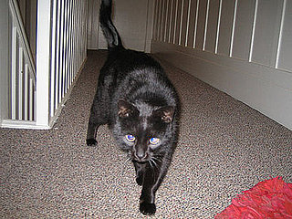 In Which PetSugar Returns Home to a Cat on Her Doorstep . . .