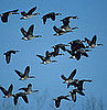 Some Airports More at Risk For Bird Strikes: In the LINK of an Eye!