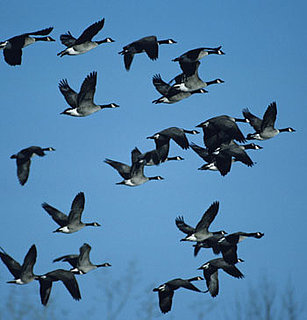 Some Airports More at Risk For Bird Strikes: In the LINK of an Eye!