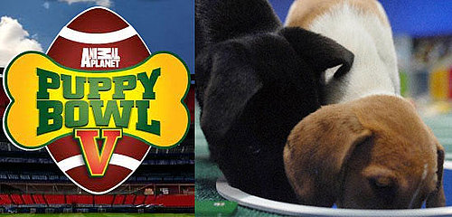 Help PetSugar: What Would You Ask the Puppy Bowl Referee?