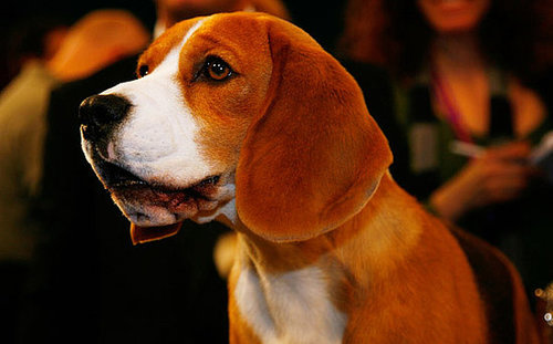 5. Beagle 5. Beagle