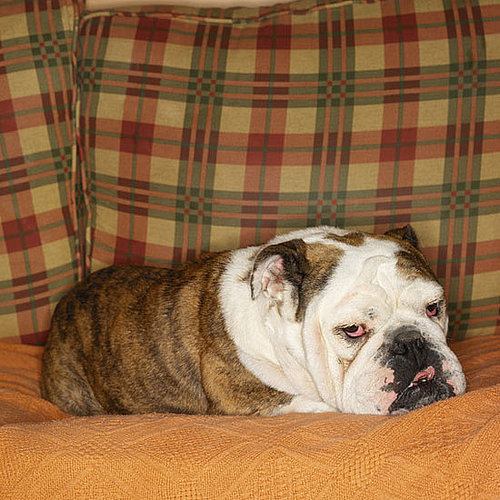 8. Bulldog 8. Bulldog