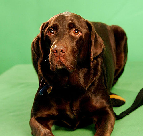 1. Labrador Retriever 1. Labrador Retriever