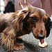 7. Dachshund 