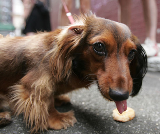 7. Dachshund 
