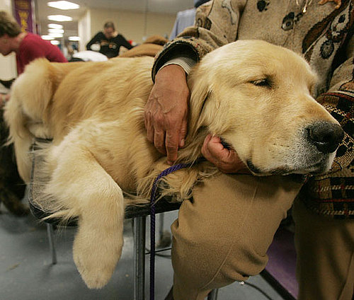 4. Golden Retriever 4. Golden Retriever