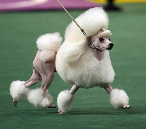 9. Poodle 9. Poodle