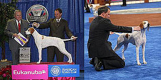 The AKC/Eukanuba National Champion Is...