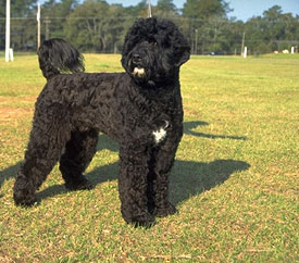 What Do You Know About Portuguese Water Dogs?