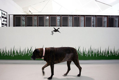 Out and About: Sydney's Swank PawPaws Out and About: Sydney's Swank PawPaws