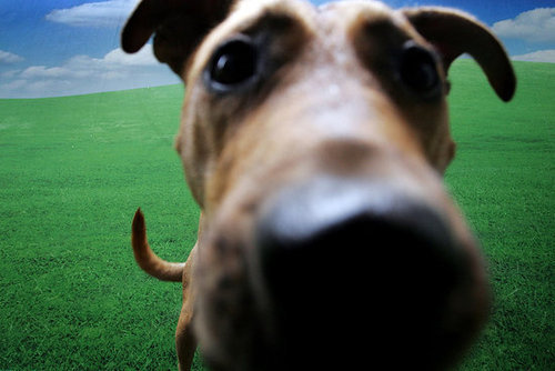 Out and About: Sydney's Swank PawPaws Out and About: Sydney's Swank PawPaws