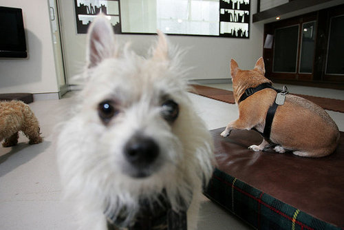 Out and About: Sydney's Swank PawPaws Out and About: Sydney's Swank PawPaws