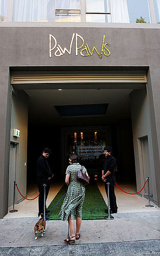 Behind-the-Scenes Peek at PawPaws Doggie Hotel in Sydney, Australia
