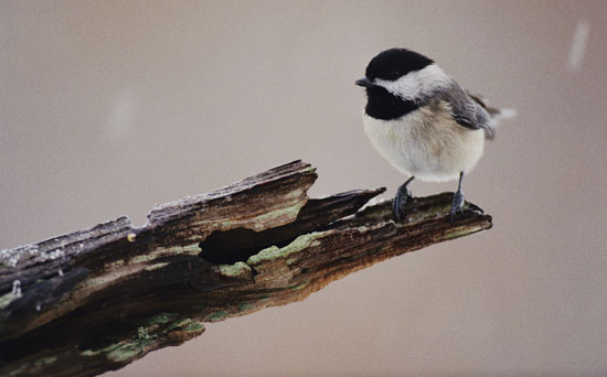 DIY Peanut Butter Suet 