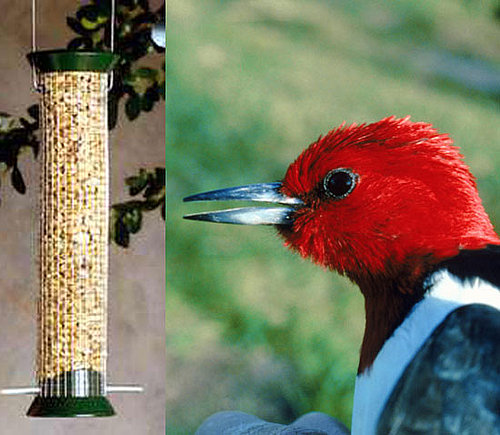 Mesh Cling Feeder and Peanuts Mesh Cling Feeder and Peanuts