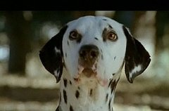 Which Clydesdale and Dalmatian Commercial's Cuter? Which Clydesdale and Dalmatian Commercial's Cuter?