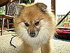 I Need Your Help . . . Suggest Toys Not Treats to Pass the Time?