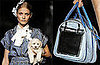 New Product Alert! Dolce & Gabbana Miss Dog