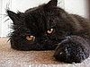 Shadow: Pet of the Week