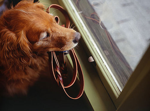 Do Tell: Make Pup Comfy When You're Away