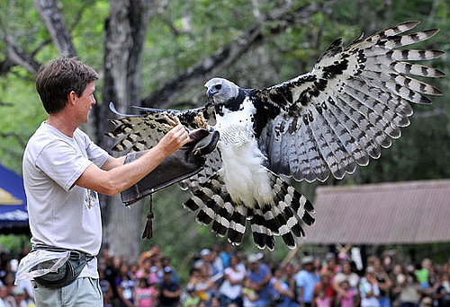Guess What Bird?