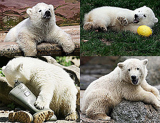 Who's Cuter: Flocke or Knut?