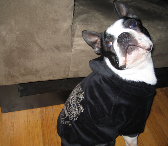 North Rocks His LA Doggie Styles North Rocks His LA Doggie Styles