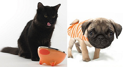 Treat a Pet to Something Orange!