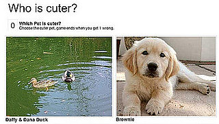 Keep Playing Which Pet Is Cuter!