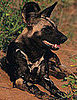 Creature Features: African Wild Dogs