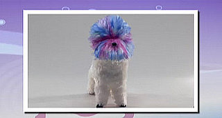 Groomer Has It Recap: "First Things First"
