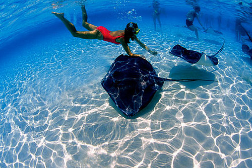 Spotlight: Hubbs-SeaWorld Research Institute