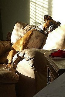 Moe: Pet of the Week