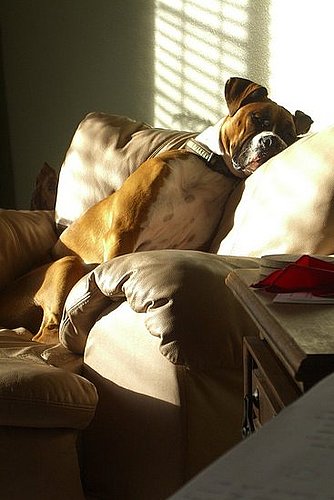 Moe: Pet of the Week