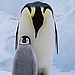 Emperor Penguins