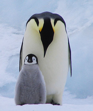 Emperor Penguins Emperor Penguins
